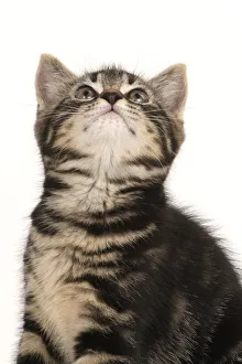 CAT. 7 weeks old tabby kitten, sitting ,looking up, cute, studio, white background Date: 18-03-2019 CAT. 7 weeks old tabby kitten, sitting ,looking up, cute, studio, white background Date: 18-03-2019