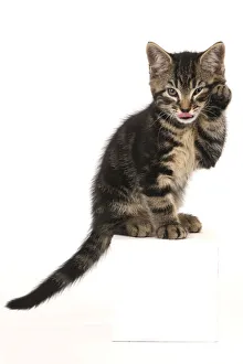 CAT. 7 weeks old tabby kitten, sitting with paw up to face, ,cute, studio, white background Date: 18-03-2019 CAT. 7 weeks old tabby kitten, sitting with paw up to face, ,cute, studio, white background Date: 18-03-2019