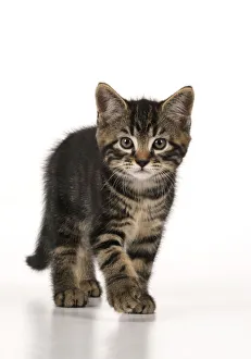 CAT. 7 weeks old tabby kitten, walking to camera ,cute, studio, white background Date: 18-03-2019 CAT. 7 weeks old tabby kitten, walking to camera ,cute, studio, white background Date: 18-03-2019