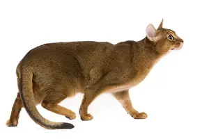 Abyssinian Cat Breeds Prints: Cat - Abyssinian / Hare cat