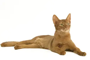 Abyssinian Cat Breeds Prints: Cat - Abyssinian - red - in studio