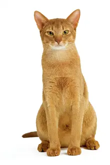 Prints of LA-8140 Cat - Abyssinian - red in studio Jean-Michel Labat Please note that prints are for personal display purposes only and may not be reproduced in any way. Abyssinian Prints: Abyssinian Cat Print - Red in Studio LA-8140