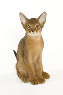 Domestic Short Haired Cats Prints: Cat - Abyssinian sitting in studio