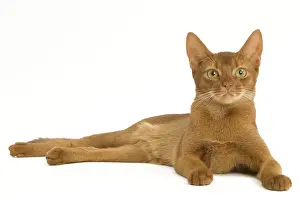 Abyssinian Cat Breeds Prints: Cat - Abyssinian Sorrel in studio