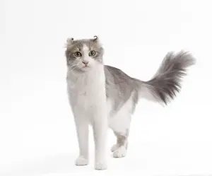 American Curl Cat Print