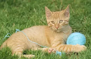 Johan De Meester Art Prints: Cat - with ball of wool