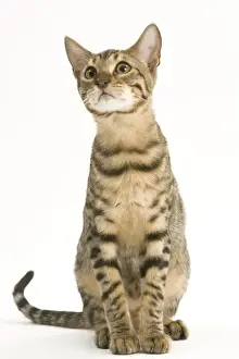 Bengal Cat Print LA-8233
