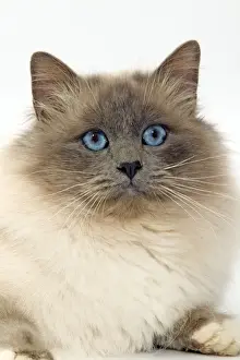 Close Up Cat Faces Prints: Cat - Birman cat in studio