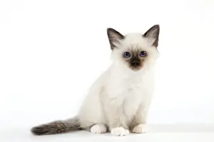 Birman Kitten Print (LA-10772) by Jean-Michel Labat