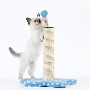White Background Cat Photos Prints: Cat - Birman kitten playing with scratch post
