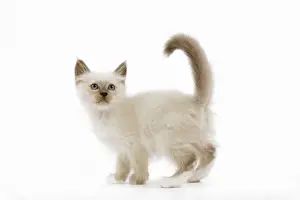 Studio Pet Photography LA Prints: Cat - Birman kitten in studio