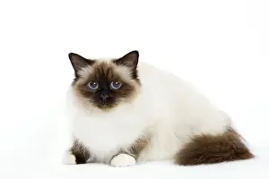 Cat - Birman - lying down Print LA-6303