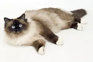 Cat - Birman Lying in Studio Print LA-8135
