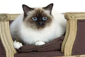 Cat Breeds Prints: Cat - Birman - in studio