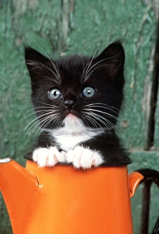 CAT - Black KITTEN in orange jug CAT - Black KITTEN in orange jug