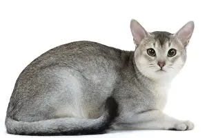 Black and silver Abyssinian cat studio print