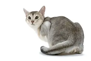 Black and Silver Abyssinian Cat Print