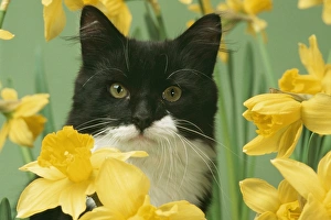 CAT - black and white kitten in daffodils CAT - black and white kitten in daffodils
