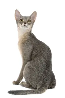 Blue Abyssinian Cat Studio Print