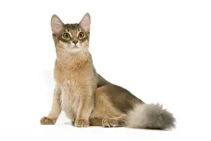 Feline Photography Art Prints: CAT - Blue Somali