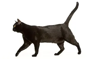 Bombay Cat Print - Side View
