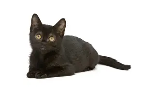 Cat Lover Home Decor Prints: Cat - Bombay Kitten - lying down