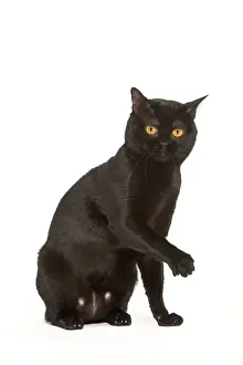 Bombay Cat Breed Prints: Cat - Bombay in studio