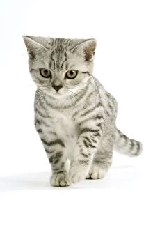 Images Dated 17th September 2005: Cat - British shorthair - silver tabby spotted in studio - kitten