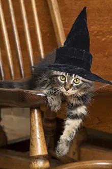 CAT. Brown tabby kitten wearing a black witch hat sitting in a chair CAT. Brown tabby kitten wearing a black witch hat CAT. Brown tabby kitten wearing a black witch hat sitting in a chair CAT. Brown tabby kitten wearing a black witch hat