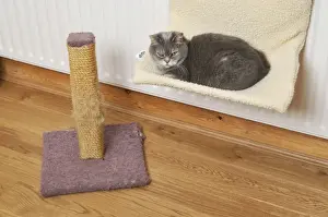Domestic Cat Lying Down Prints: Cat - on cat bed next to scratching post