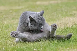 Domestic Cat Grooming Prints: CAT. Cat cleaning itself
