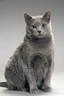 Unique Pet Gifts Online Prints: Cat - Chartreux