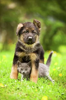 Animals/pets cats chartreux/cat chartreux kitten german shephern alsatian Animals/pets cats chartreux/cat chartreux kitten german shephern alsatian