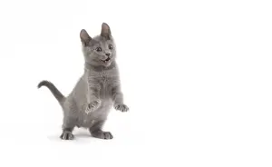 White Background Cat Photography Prints: Cat - Chartreux kitten in studio
