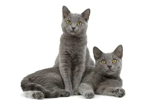 Short Haired Domestic Cats Prints: Cat - Chartreux kittens in studio
