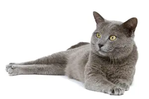 Chartreux Cat Studio Print LA-7988