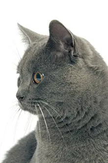 Chartreux Cat Print