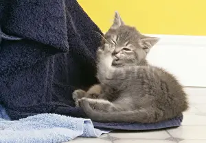 John Daniels Wildlife Photos Prints: Cat Cleaning itself