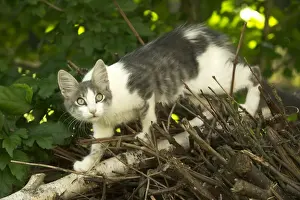 Animal Behavior Observation Prints: Cat Climbing on branch
