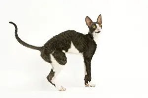Pet Mammals For Sale Prints: Cat - Cornish Rex bicolor