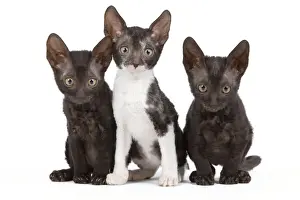 White Background Studio Cats Prints: Cat - Cornish Rex - kittens