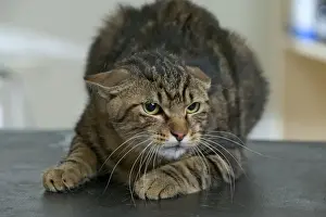 Feline Portrait Photography Prints: Cat Crouching down