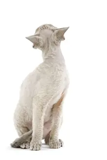Mammals As Pets Information Prints: Cat - Devon Rex - blue - in studio looking away from camera
