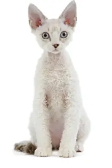 Domestic Pet Mammals Prints: Cat - Devon Rex - Silver seal tabby - in studio