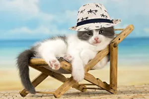 Cat - Domestic lying in a deckchair wearing a hat on holiday Date: 22-07-2021 Cat - Domestic lying in a deckchair wearing a hat on holiday Date: 22-07-2021