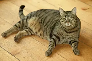 Tabby Cat Pictures Prints: Cat - fat tabby