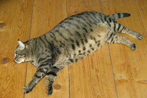 Cat - fat tabby lying on floor Cat - fat tabby lying on floor