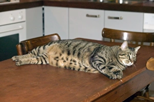 Cat - fat tabby lying on table Cat - fat tabby lying on table