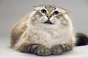 Personal Use Cat Pictures Prints: Cat - with flattened ears