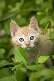 Cat Lover Home Decor Prints: Cat - ginger kitten